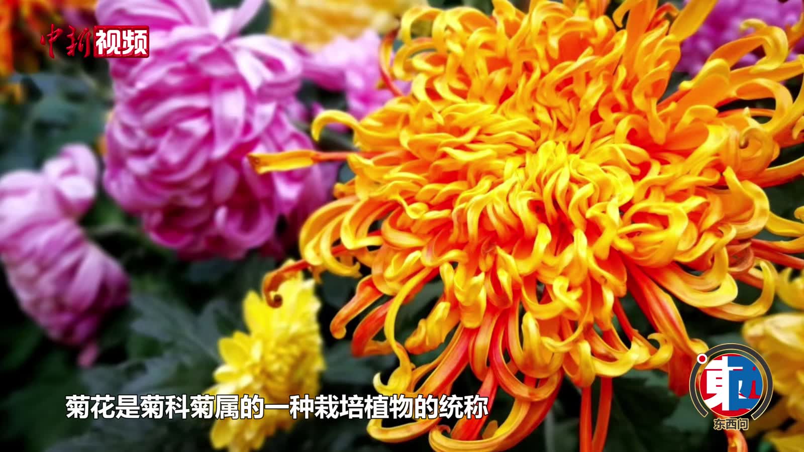 讲述菊花在历史长河中的象征演变